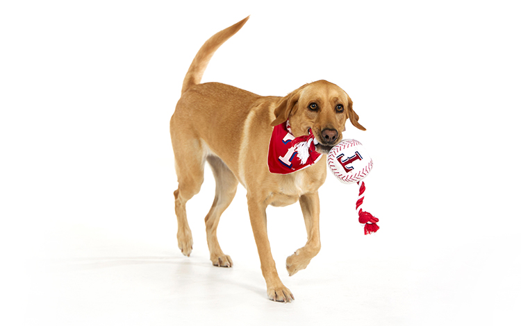 Perro labrador amarillo con pañuelo rojo de los Texas Rangers sosteniendo un juguete